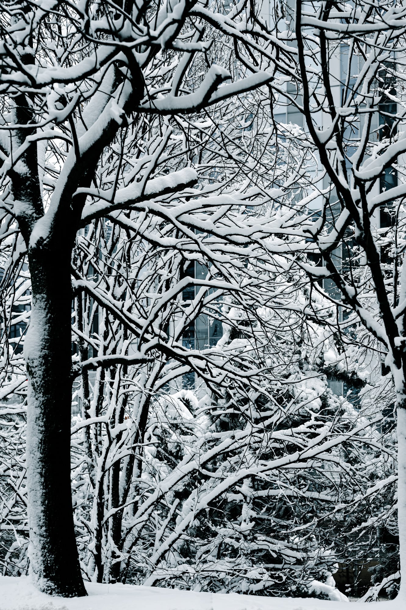 Winter Series