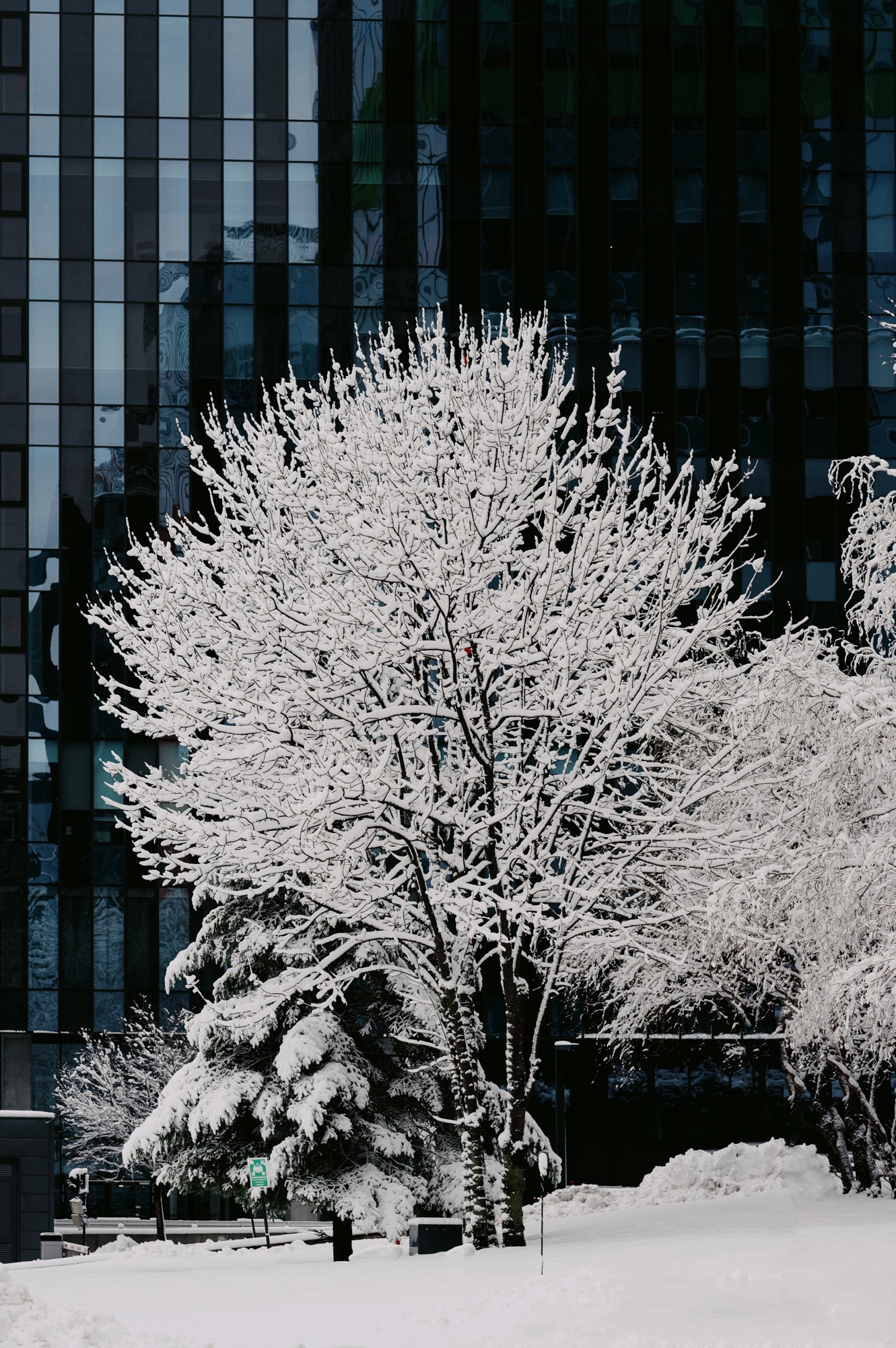 Winter Series