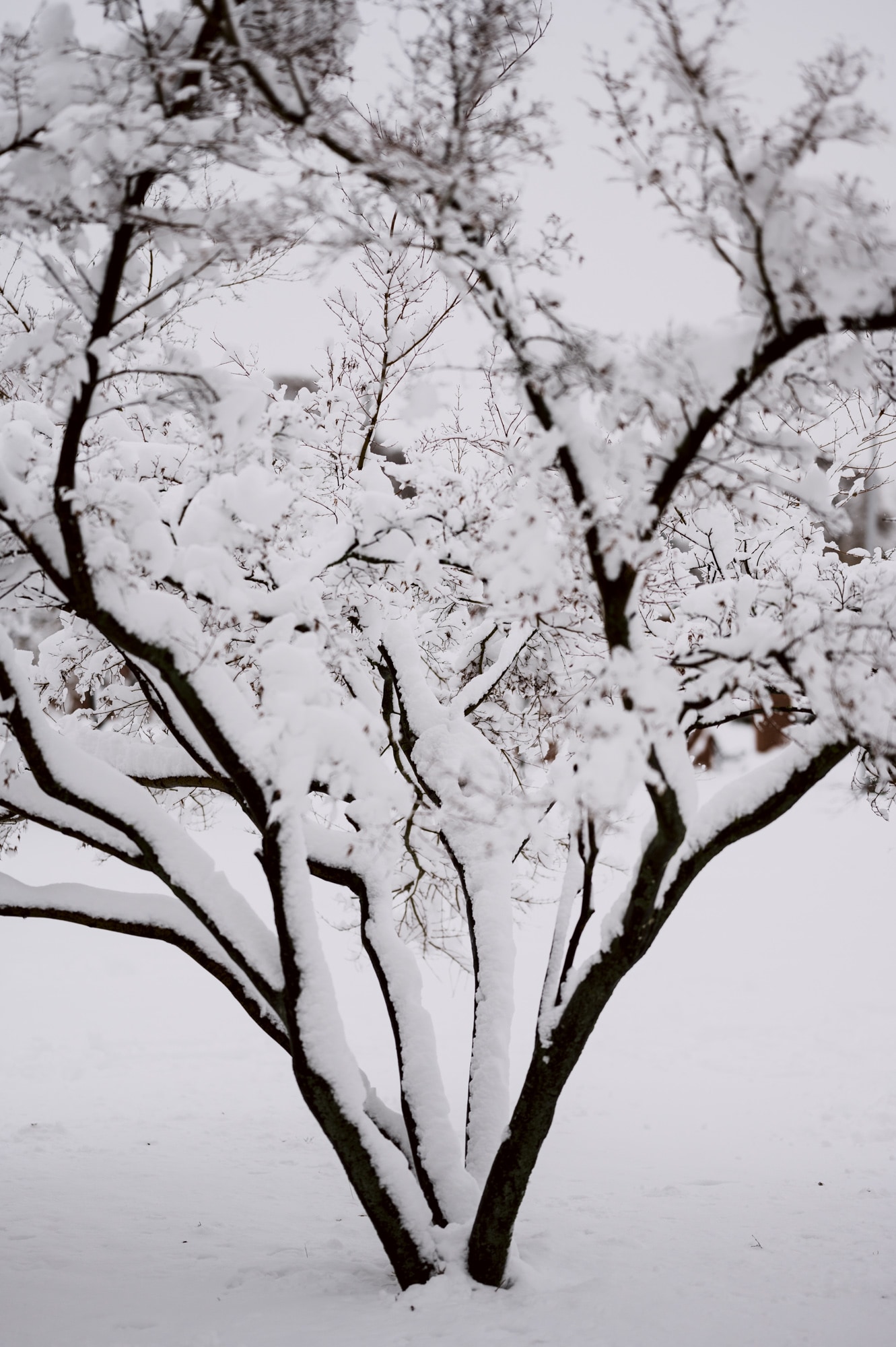 Winter Series
